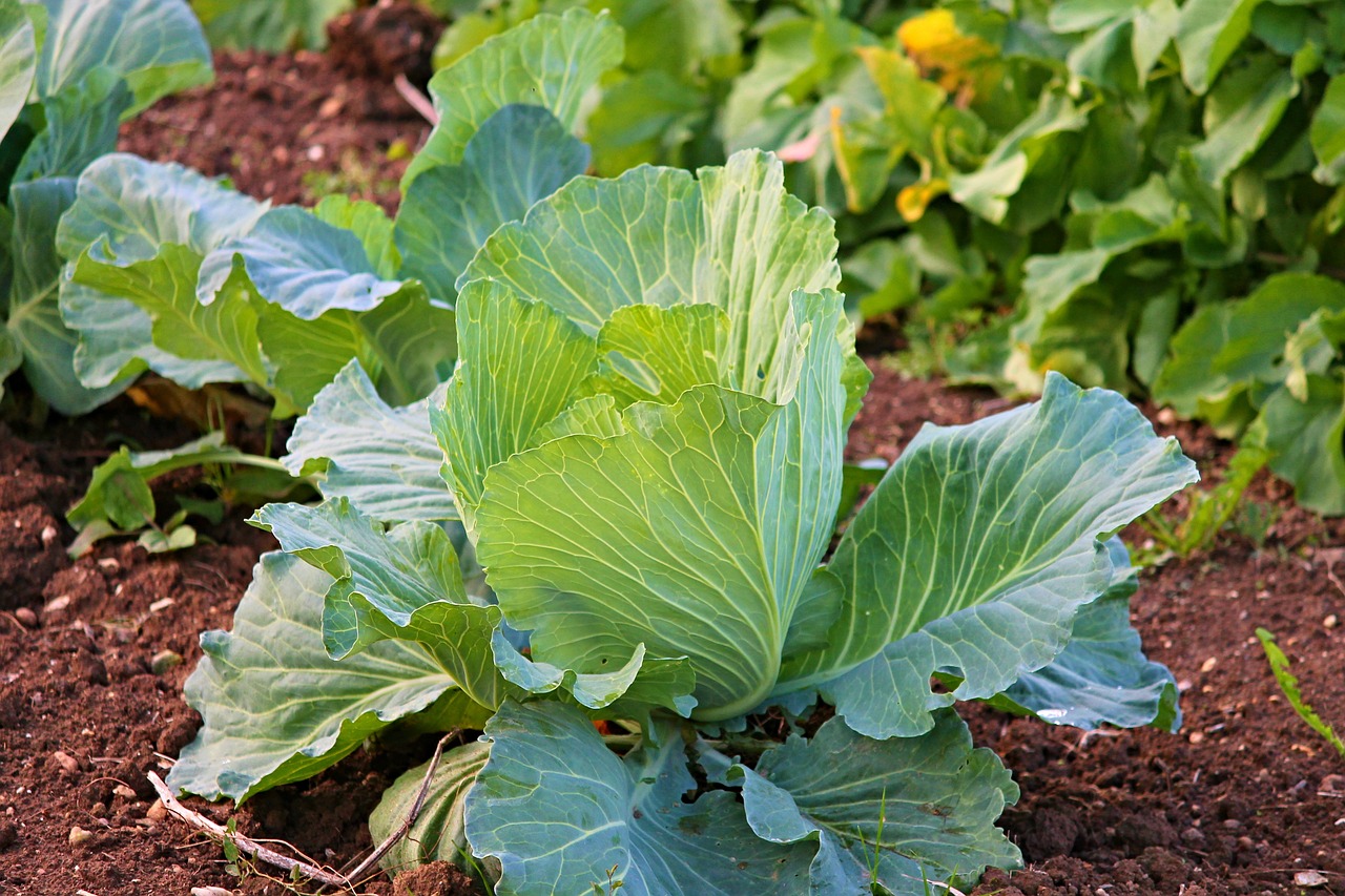 How to Create a Vegetable Patch in Your Backyard
